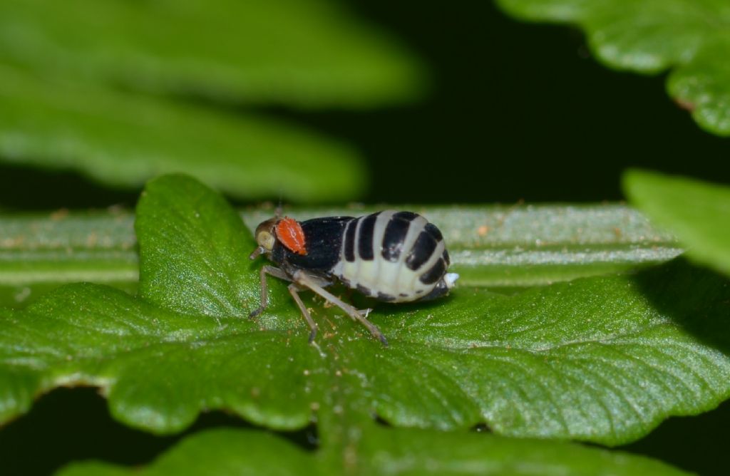 Ninfa?  No, femmina adulta di Ditropis pteridis (Delphacidae)